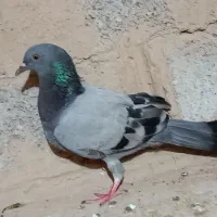 پرنده|پرنده|شوشتر, |دیوار