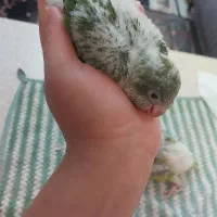 جوجه راهب سرلاکی تست دار