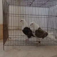 چندتا کفترذات دار