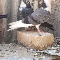 کفتر|پرنده|کمیجان, |دیوار