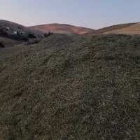 گیاه خرمنکوب شده