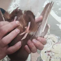 فروش کبوتر