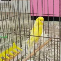 قناری نر و ماده با تخم