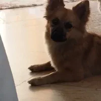 حیوانات خانگی