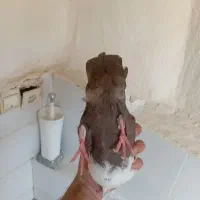 جفت دمبی ماده جهت معاوضه