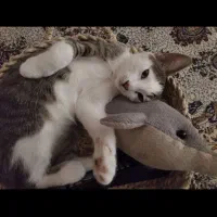 واگذاری رایگان بچه گربه