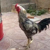 خروس لاری