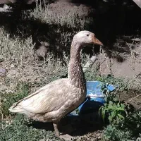 قوغاز