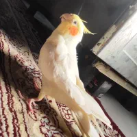 عروس هلندی