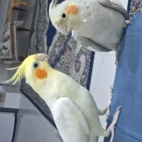 عروس هلندی