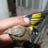 جوجه توضیحات شاهتخم