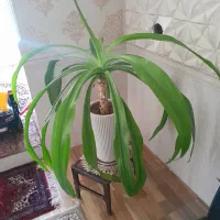 گل طبیعی|گل و گیاه طبیعی|تویسرکان, |دیوار