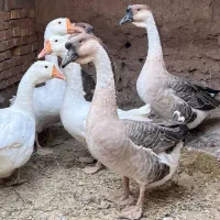 فروش غو غاز