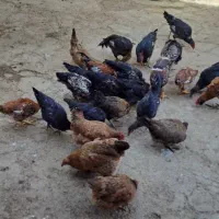 ۱۵عدد خروس محلی سیاه یکجا