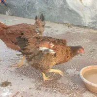 مرغ تخم گذار فوری