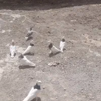 کبوتر طوقی