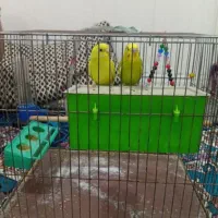 شوش