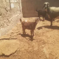 یک راس کهره ۱۸ کیلویی