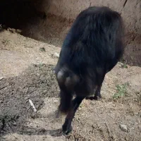 قوچ قزل افشار
