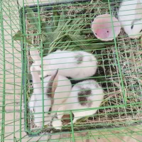 بچه خرگوش
