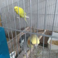 عروس ومرغ عشق