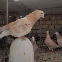 شکلاتی و لیمویی دمسفید با جوجه