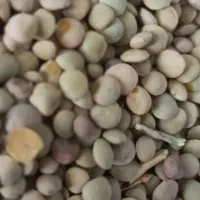 عدس و نخود