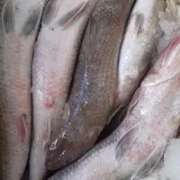 ماهی دریایی حسون تازه