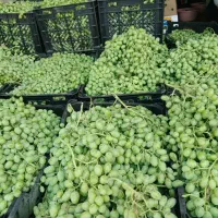 آبغوره تازه