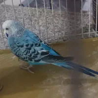 مرغ عشق نر
