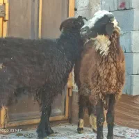 بره قوچ نر بزرگ