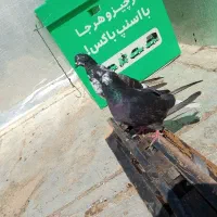 کفتر