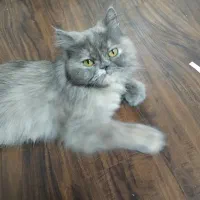 گربه پرشین ماده 5و نیم میلیون