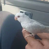 طوطی برزیلی آلبینو