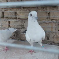 کفتر یزدی