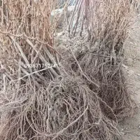 نیاز به یک فروشنده