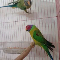 طوطی ملنگو کله آلویی ‌راهب گرینچیک ‌خورشیدی