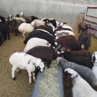 بره ومیش وشیشک