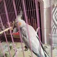 عروس هلندی ماده