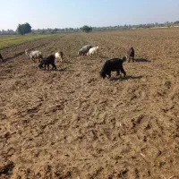 بز لری بعده چاق تیشتر نر