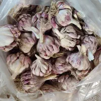 سیر خشک محلی درجه یک