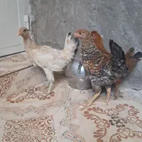 جوجه محلی