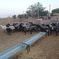 ۳۰ راس میش