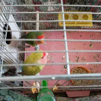 یک جفت طوطی زیبا خوش رنگ