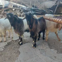 14بیگ نر چاق فروش زنده باسکو