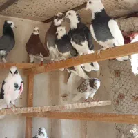 کفتر ابلغ شازده نر ماده