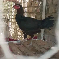 مرغ لاری اصل افغانی