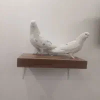 کوبتر|پرنده|تهران, شهمیرزادی|دیوار