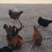 مرغ و خروس