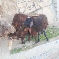 میش و بره